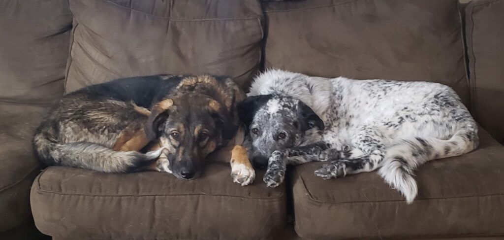 Tired Dogs