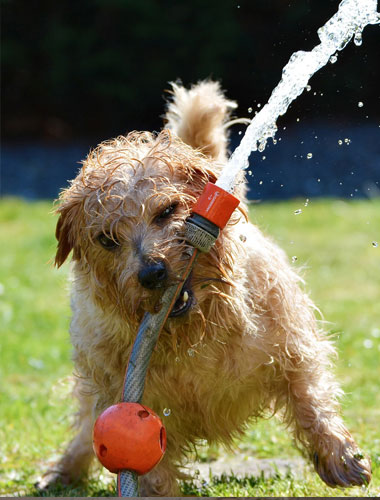 Dog avoiding heat stroke